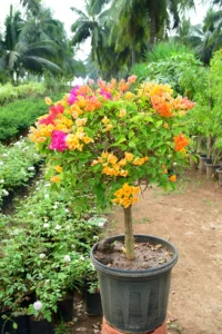 Multicolor Bougainvillea