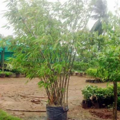 Bee Green Two Layer Bamboo Plant