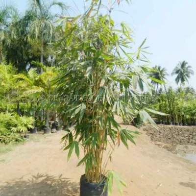 Buddha Belly Bamboo