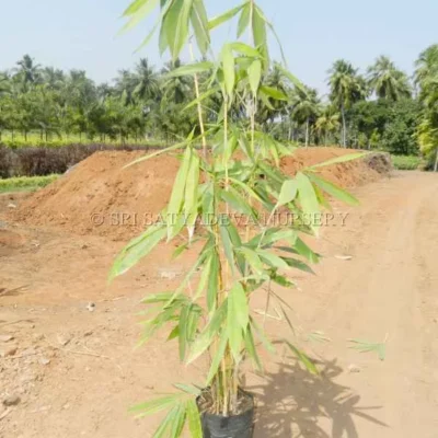 PLANTZON Bamboo Plant Seed