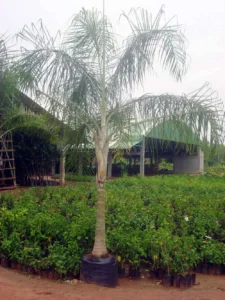 Twins Coconut Tree