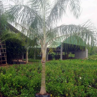 Twins Coconut Tree