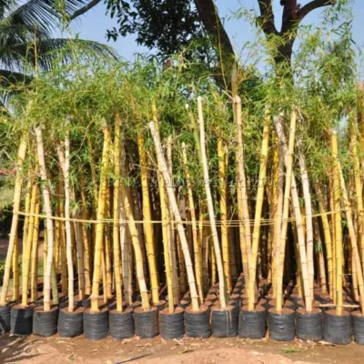 gaint-bamboo-gold