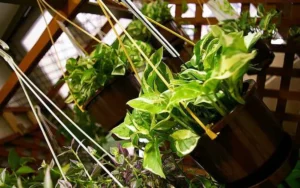 Money Plant