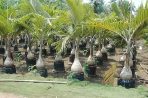 Bottel Palm