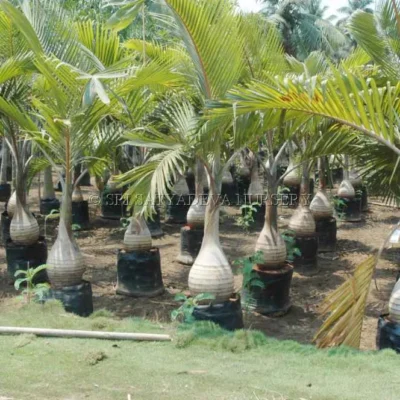 Bottel Palm