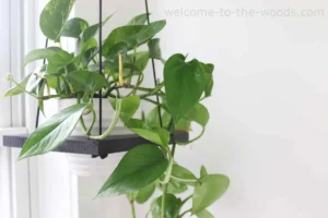 Devil's Ivy