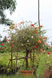 Bougainvillea Multicolor Plant