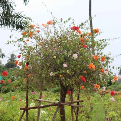 Bougainvillea Multicolor Plant