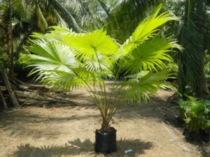 Table Palm
