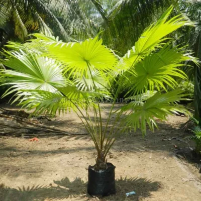 Table Palm