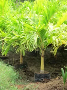 Veitchia Merrillii Golden