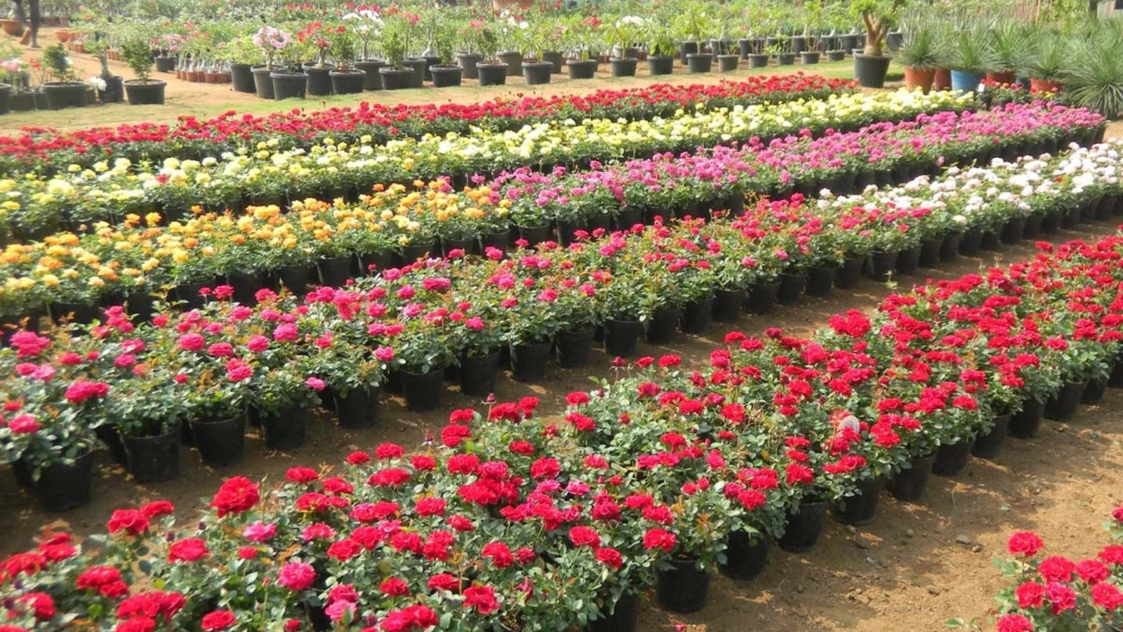 Untitled design (16)