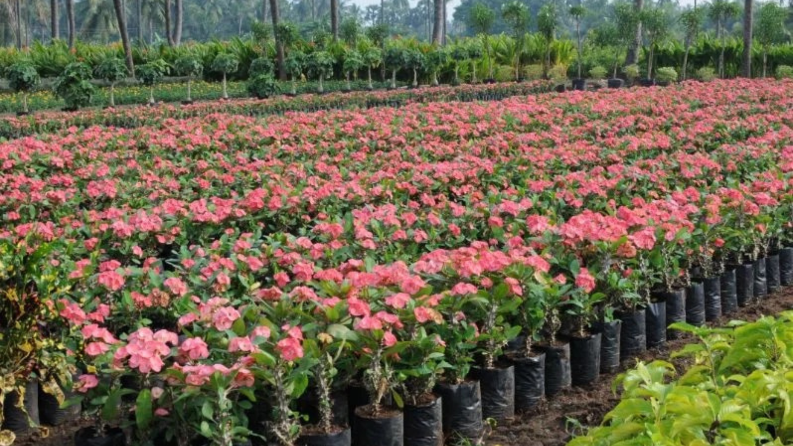 Untitled design (21)